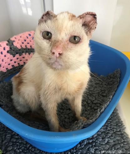Pouliční kočka Penzance s ranou rakovinou uší si je nechala chirurgicky odstranit. 
