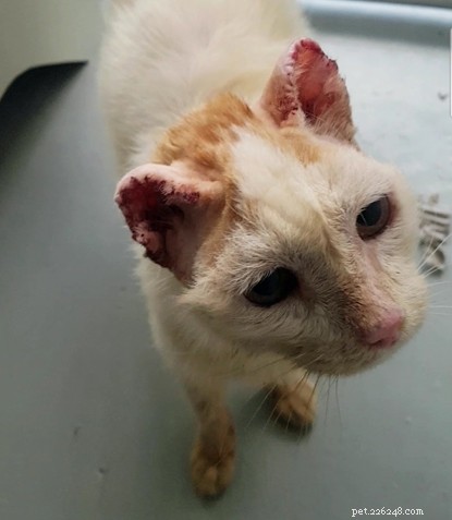 耳の初期の癌を患っているペンザンスストリートの猫は、それらを外科的に除去します。 