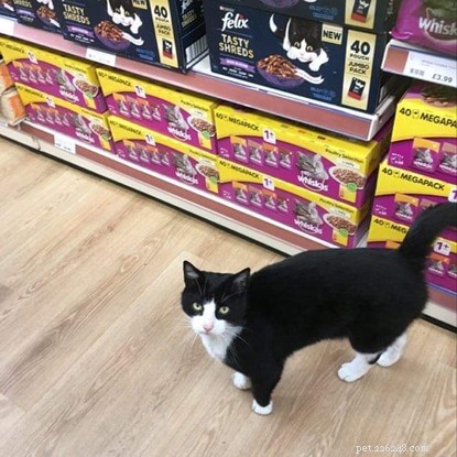 Boo, o gato, desapareceu e fez de sua loja local The Range sua casa temporária - até que nossa filial Gosport o escaneou em busca de um microchip 