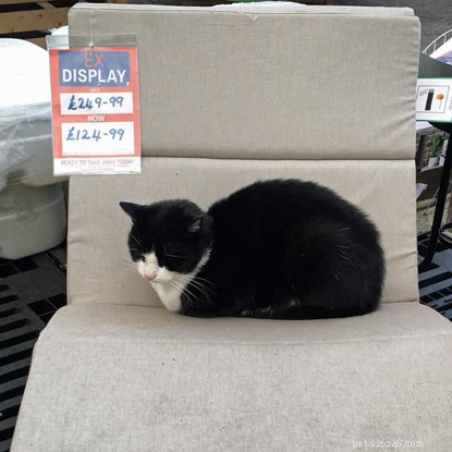 Boo katten försvann och gjorde sin lokala The Range-butik till sitt tillfälliga hem – tills vår Gosport-avdelning skannade honom efter ett mikrochip 