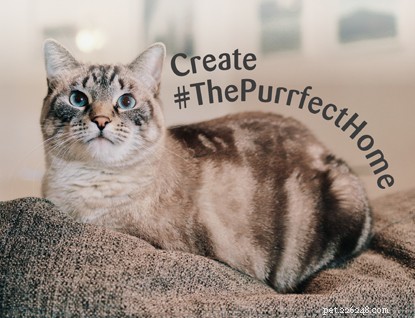 あなたとあなたの猫のために#ThePurrfectHomeを作成する方法に関するインテリアデザインの専門家からのトップのヒント 