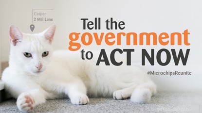더 많은 고양이가 주인과 재회할 수 있도록 마이크로칩에 관한 법률을 변경하는 데 도움을 주세요.