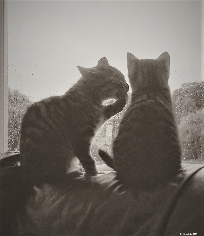 Mikrochipade katter Chas och Dave återförenades efter 16 månader