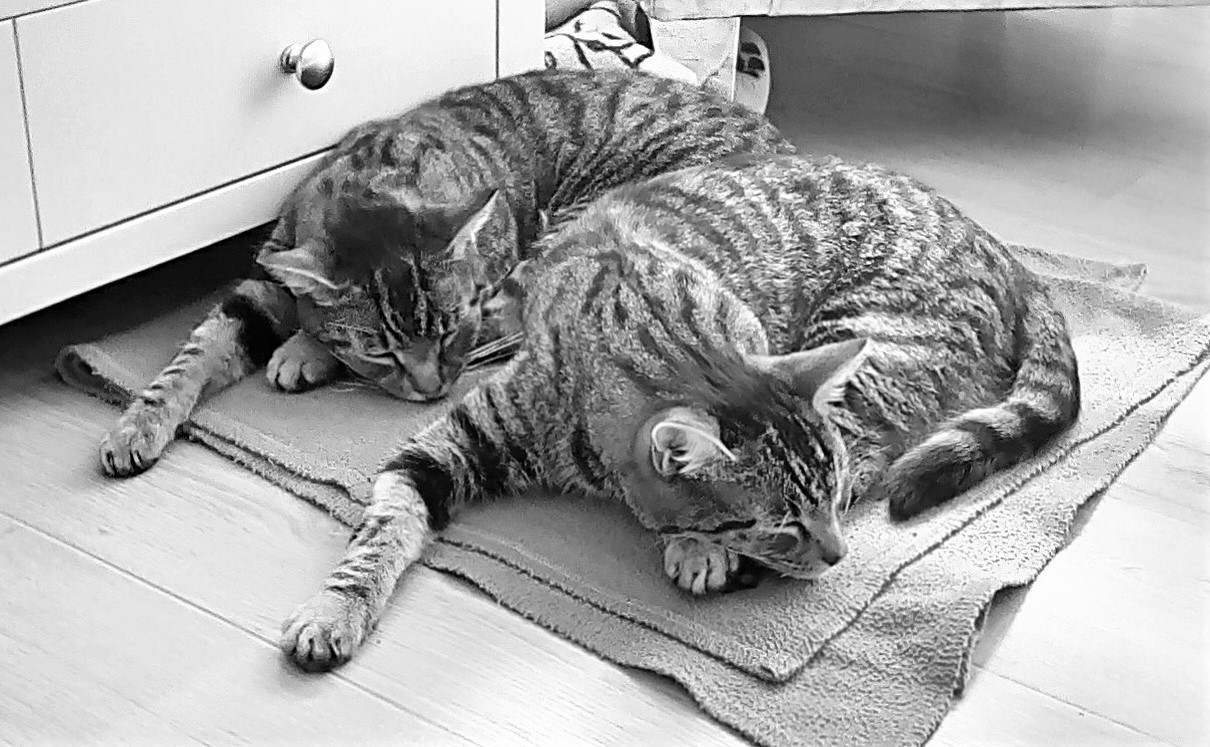 Mikrochipade katter Chas och Dave återförenades efter 16 månader