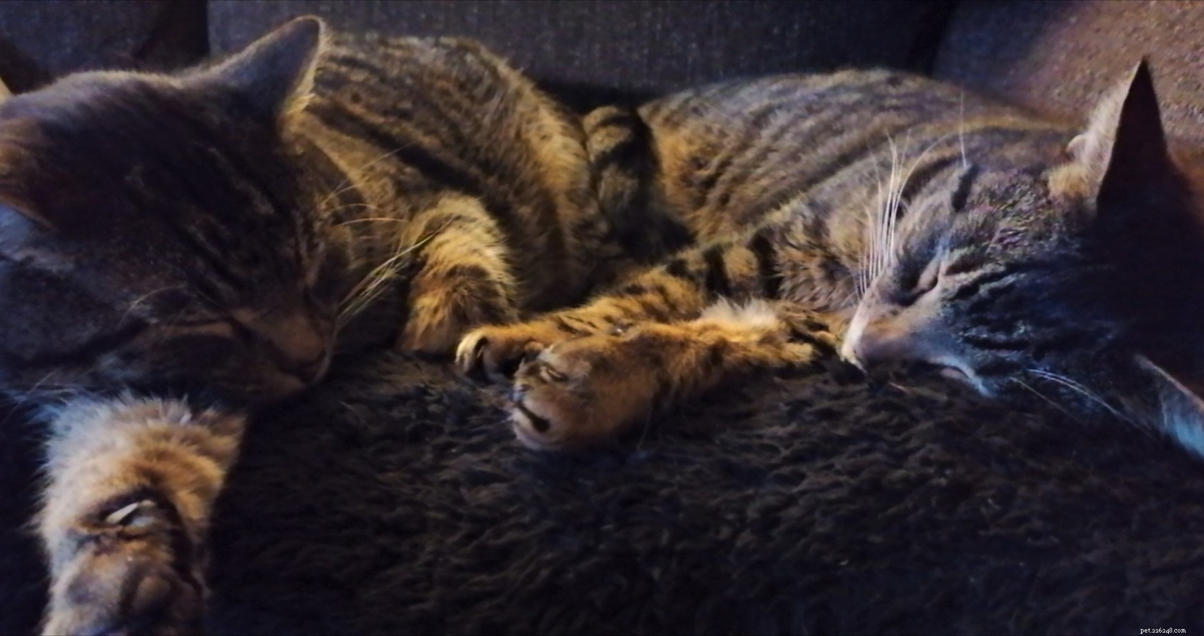 I gatti con microchip Chas e Dave si sono riuniti dopo 16 mesi