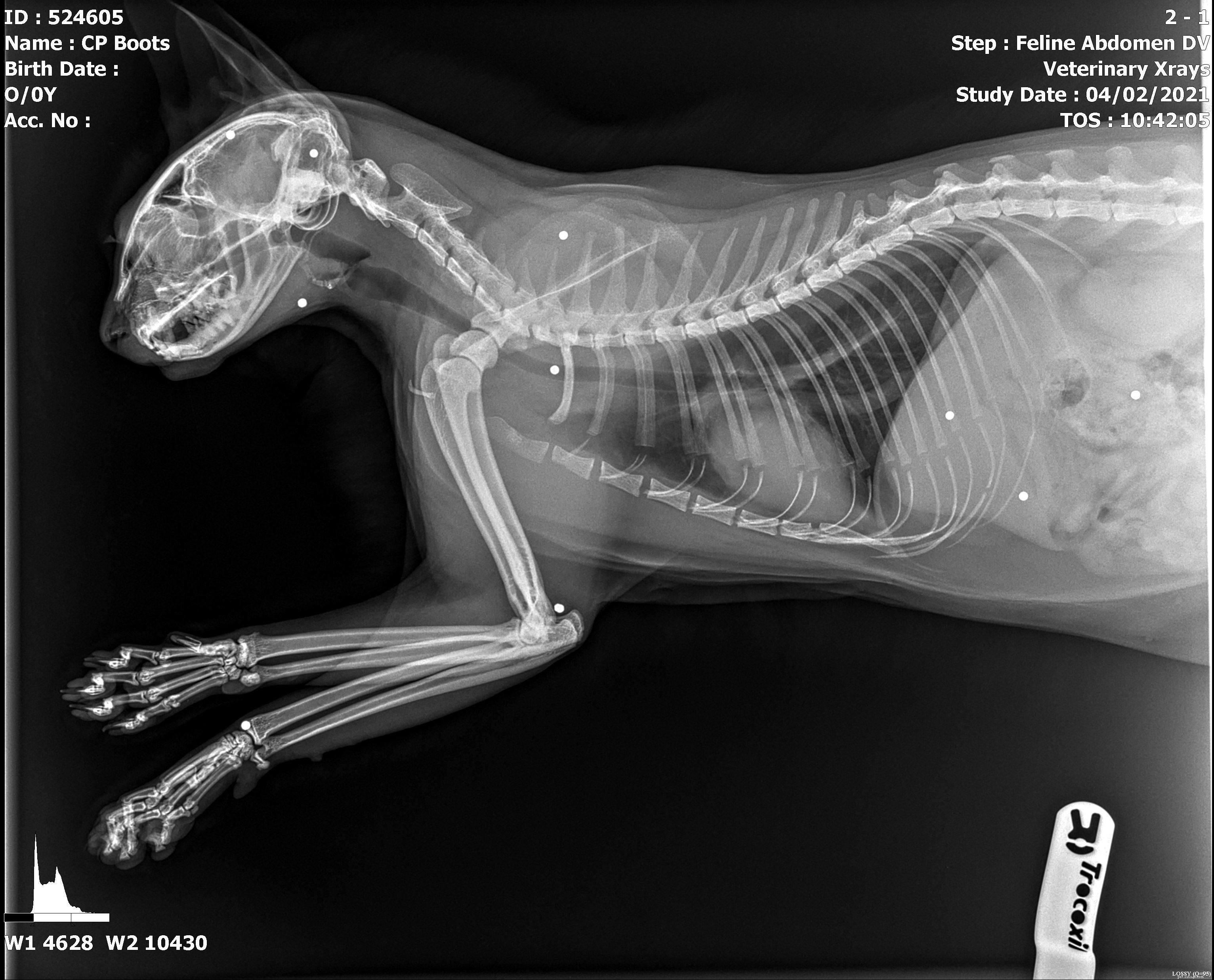 Бутс повезло остаться в живых после того, как изумленные ветеринары и опекуны Cats Protection обнаружили, что в нее 14 раз выстрелили из дробовика. 