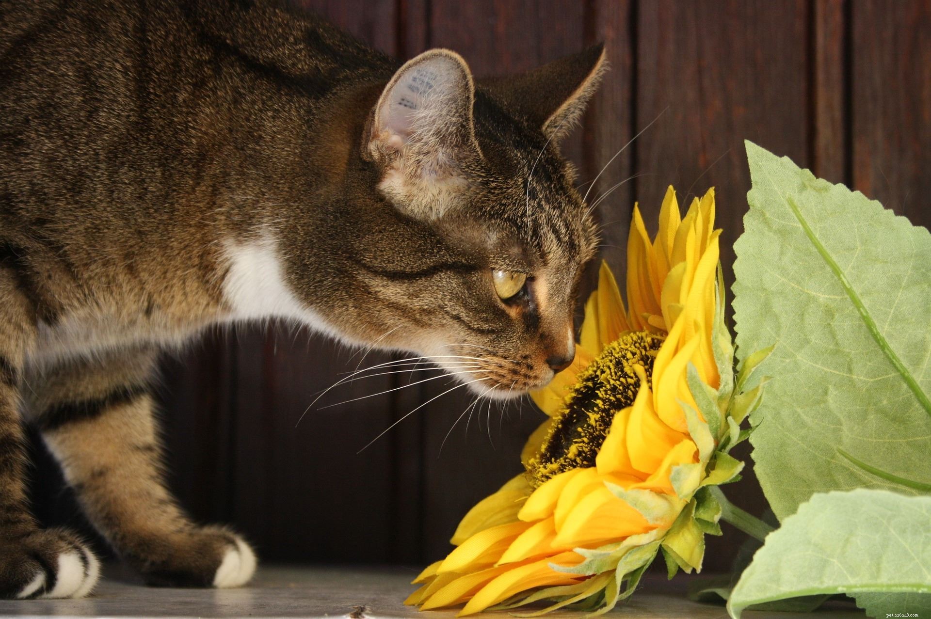 자신이나 사랑하는 사람에게 꽃다발이나 실내 식물을 선물하고 싶으십니까? 애완동물 친화적인 꽃을 온라인으로 구입할 수 있는 곳을 찾아보십시오