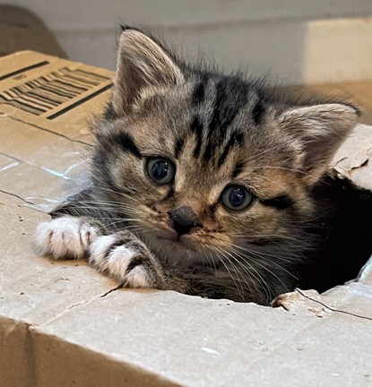 어린 새끼 고양이 Paddington은 힘든 인생을 시작한 후 새로운 가장 친한 친구를 위한 완벽한 깜짝 선물입니다.