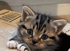 小さな子猫のパディントンは、人生の厳しいスタートを切った後の彼の新しい親友にとって完璧な驚きです