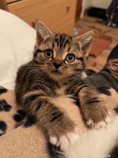 O gatinho Paddington é a surpresa perfeita para seus novos melhores amigos após seu difícil começo de vida 