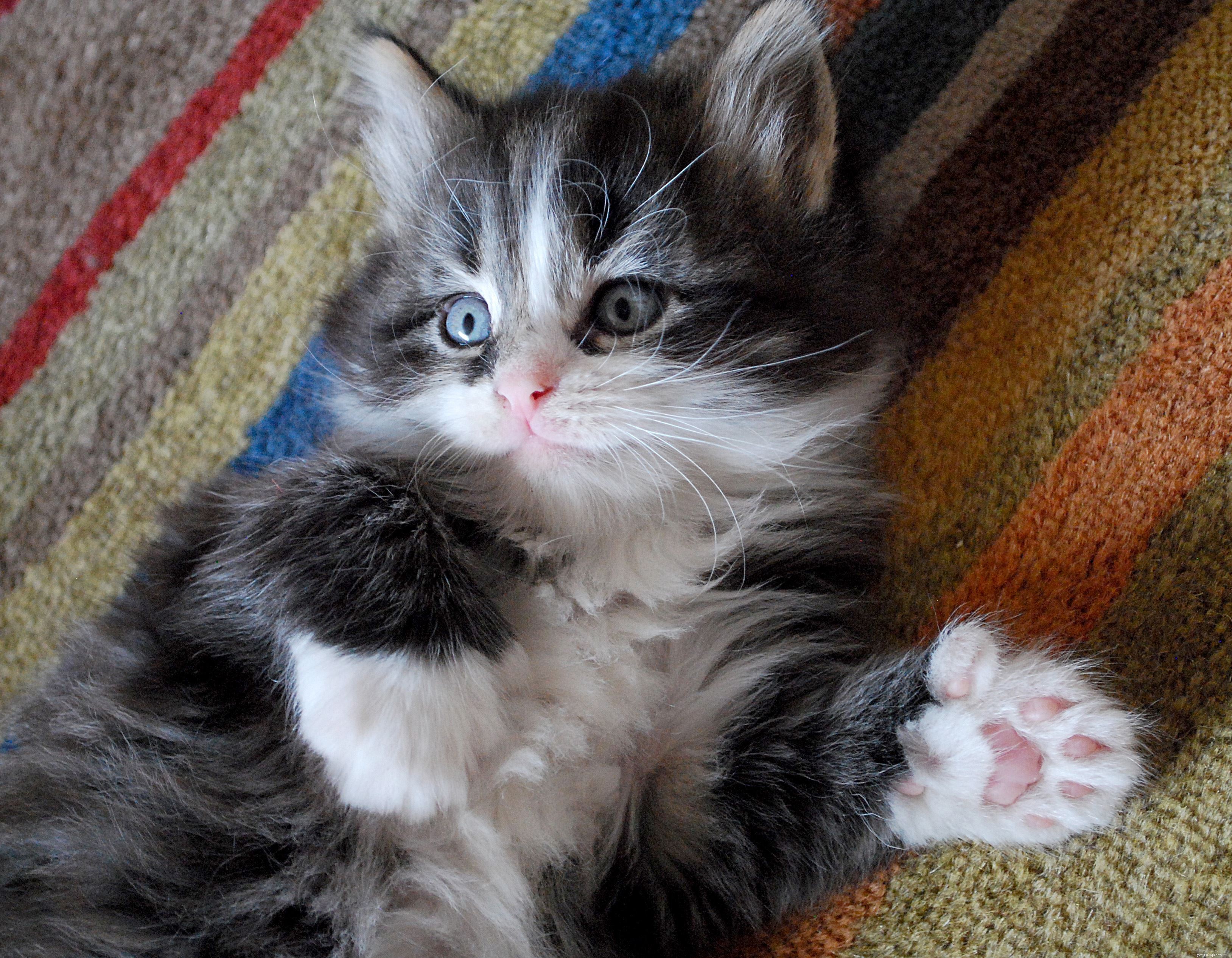 Kitten Fingle e seus parentes polidáctilos foram todos realojados por um ramo de proteção de gatos 