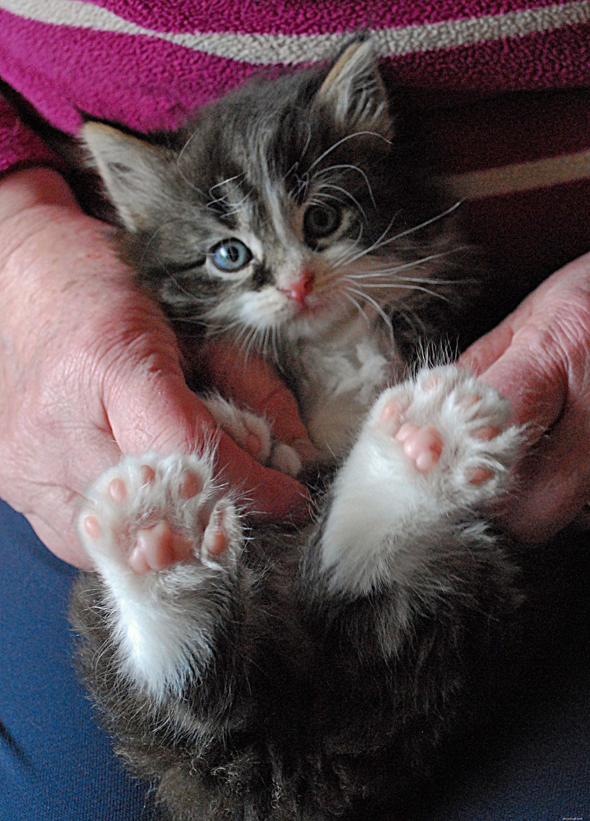 Kitten Fingle와 그의 다지증 친척은 모두 하나의 고양이 보호 지부에서 이사했습니다.