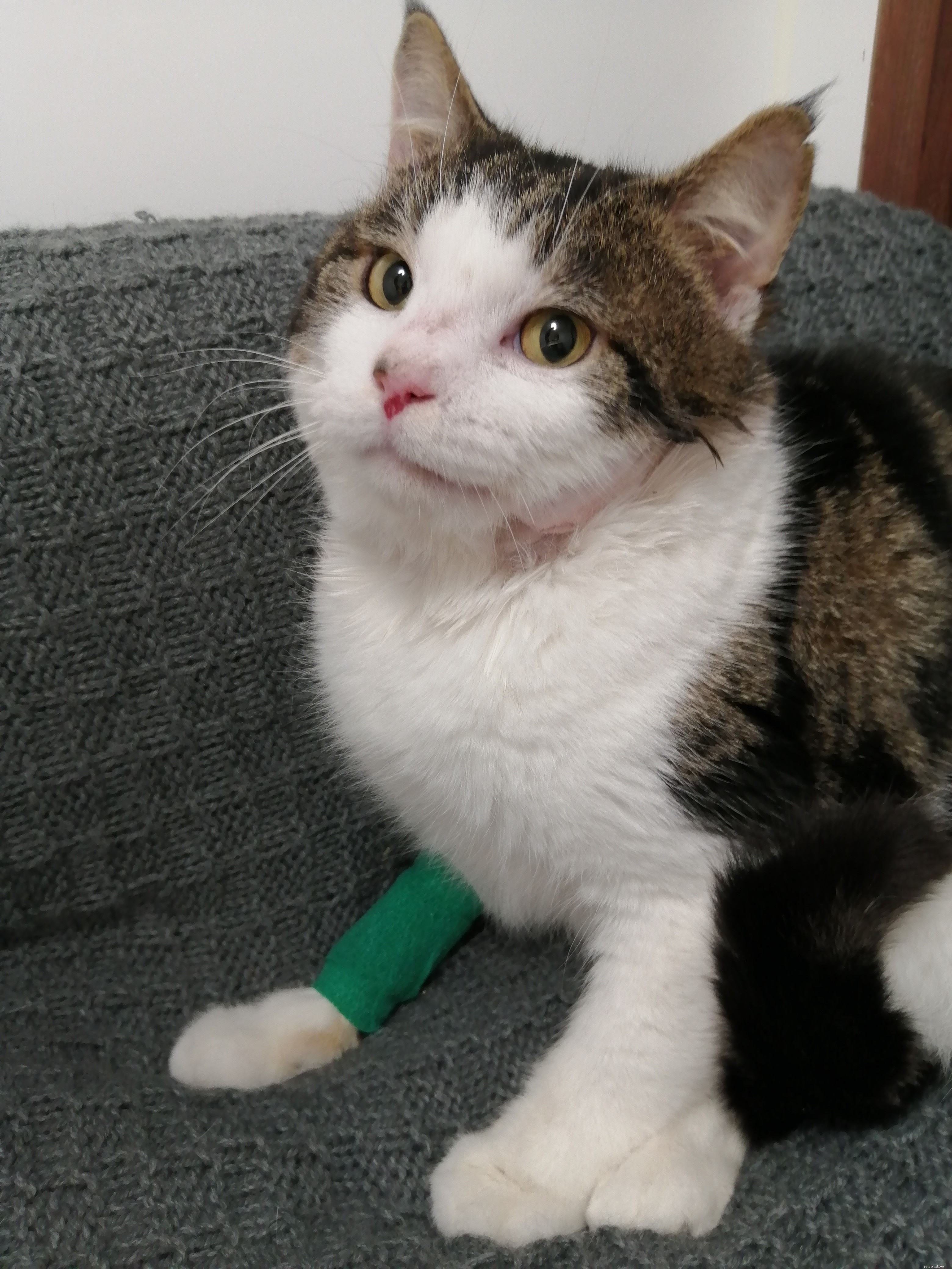 En katt som hittats på Isle of Sheppey tros ha levt i åratal med en luftpistolkula i ansiktet 