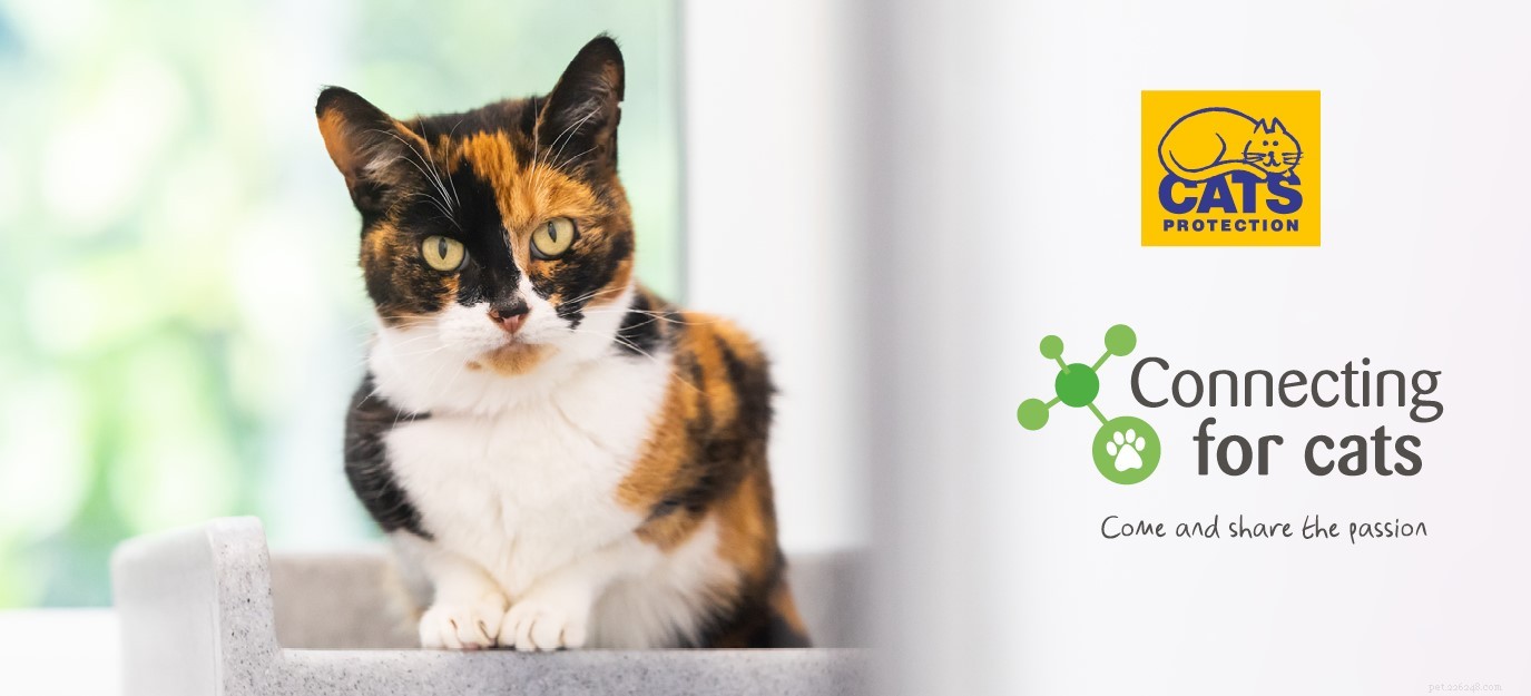 Tänker du ansöka om att bli en välgörenhetsförvaltare? Upptäck vad rollen som en volontärförvaltare för Cats Protection innebär