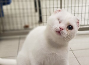 サンアウェアネスウィーク（5月3日〜9日）の猫の日焼けの危険性についての猫の飼い主への警告 