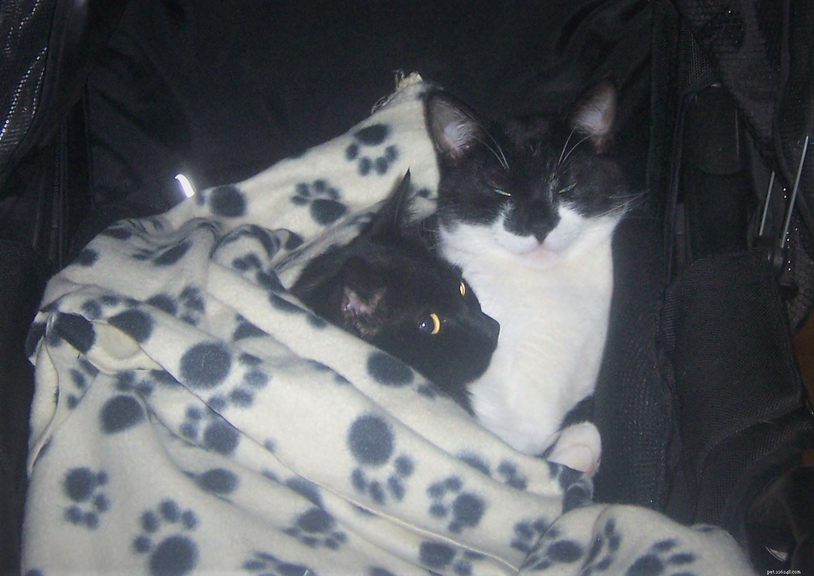 Gemma Barbieri plakala nevěřícně poté, co se znovu setkala se svou kočkou Rose díky Cats Protection skenujícím její mikročip