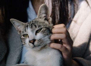 Беспокоитесь о том, что вашу кошку чаще оставят наедине с собой после карантина? Прочтите наше руководство, чтобы помочь им привыкнуть к изменениям в распорядке дня