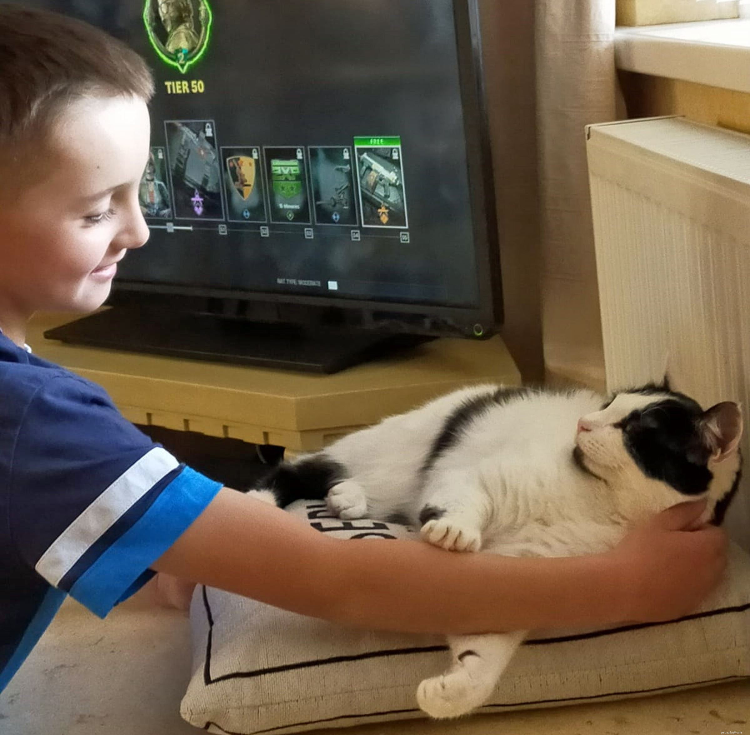 De achtjarige Harley heeft zijn doel voor fondsenwerving gebroken om £ 1.000 in te zamelen voor een arme kat die geopereerd moet worden in Coventry 