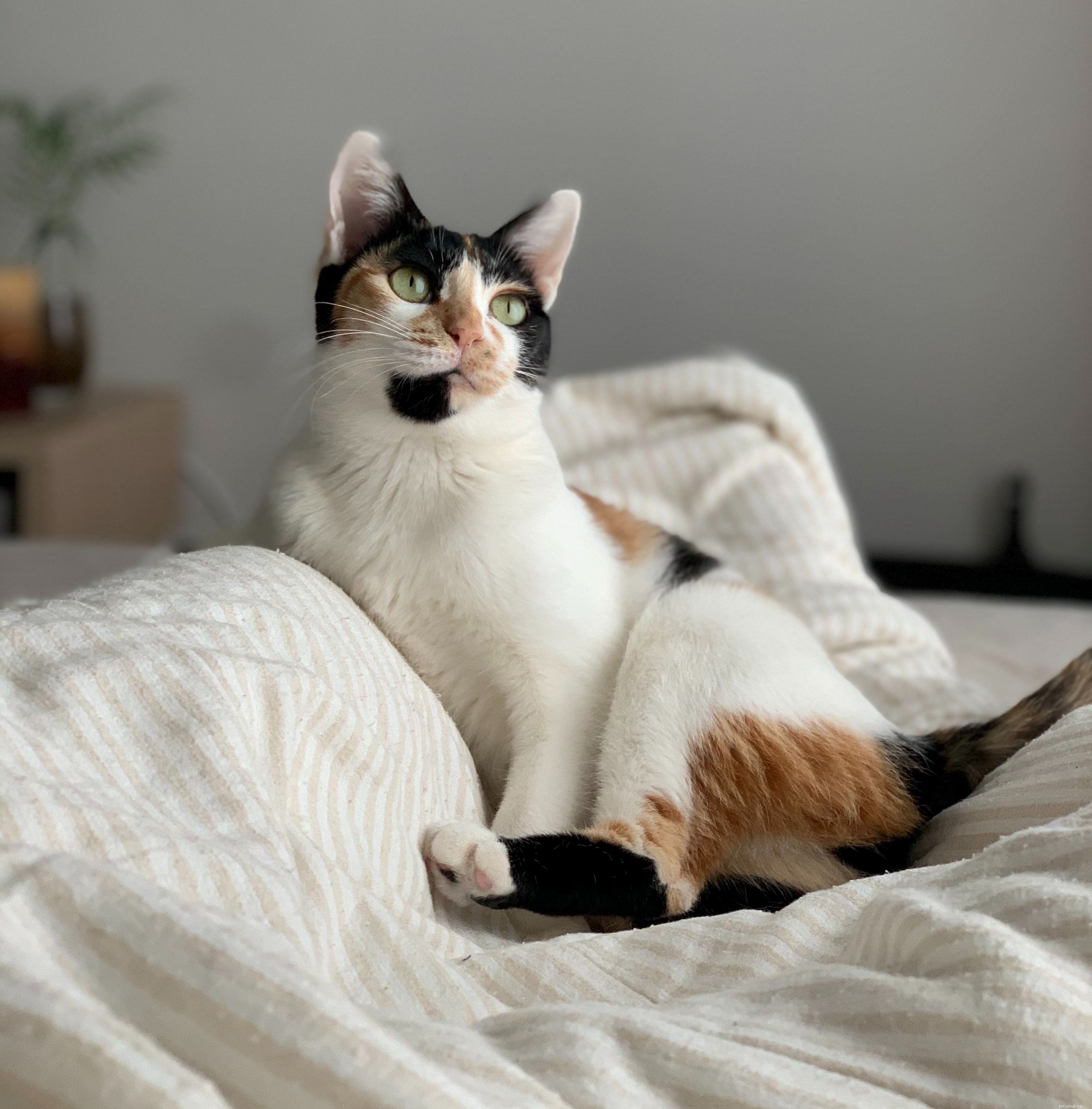 エッセンシャルオイルは、アロマテラピーを落ち着かせることから、家や美容製品の香りを良くすることまで、幅広い用途がありますが、猫に害を及ぼす可能性もあります。 