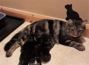 스스로 고통을 겪으면서도 여섯 마리의 새끼 고양이를 낳고 고가의 수술이 필요한 젊은 엄마 뽀삐를 돕기 위한 우리의 호소에 기부할 수 있습니까? 
