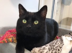 Yogi je 1000. kočka, která našla svůj čistý nový domov díky Centru ochrany koček v Gateshead