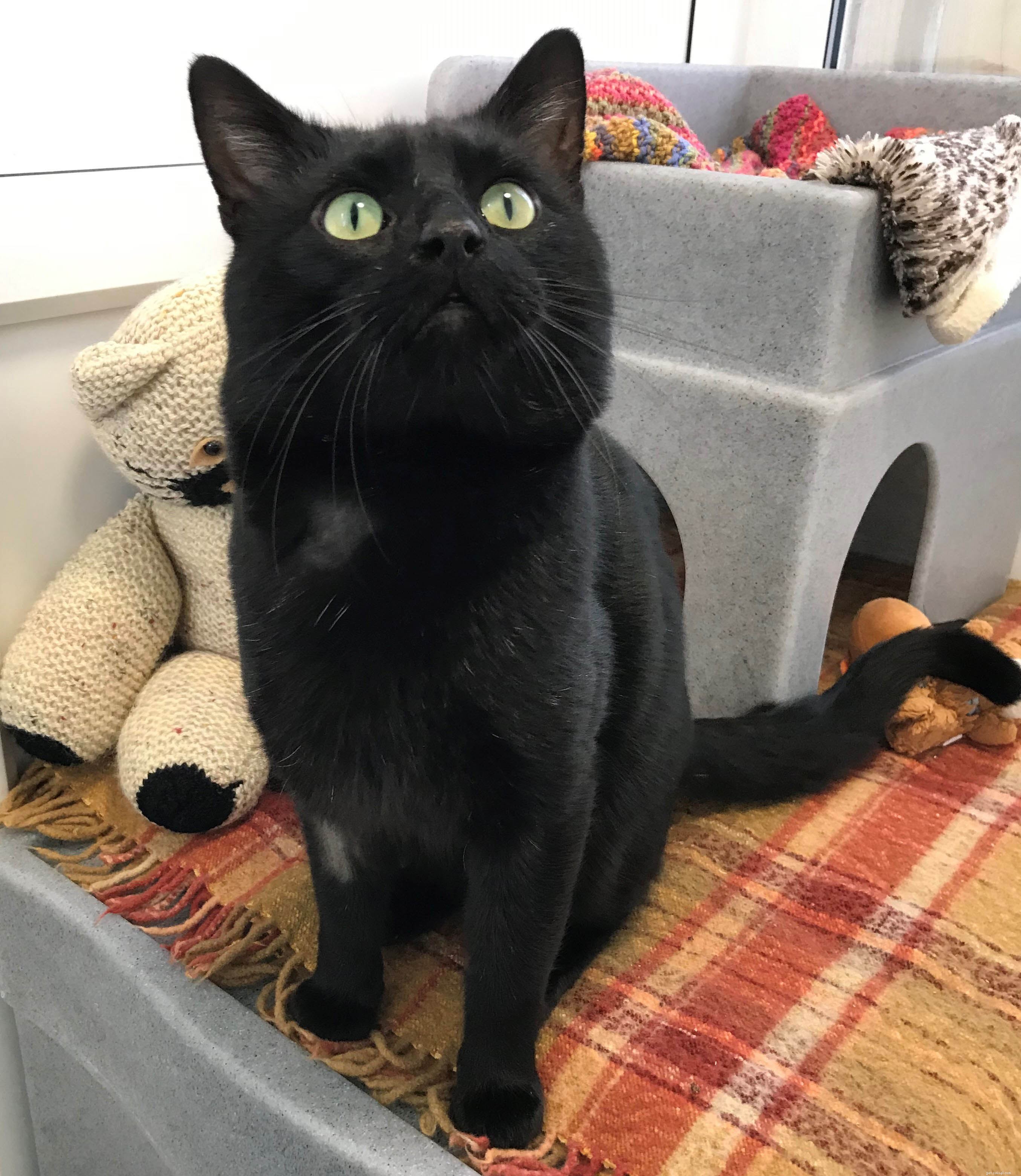 Yogi é o milésimo gato a encontrar seu novo lar perfeito graças ao centro de proteção de gatos em Gateshead