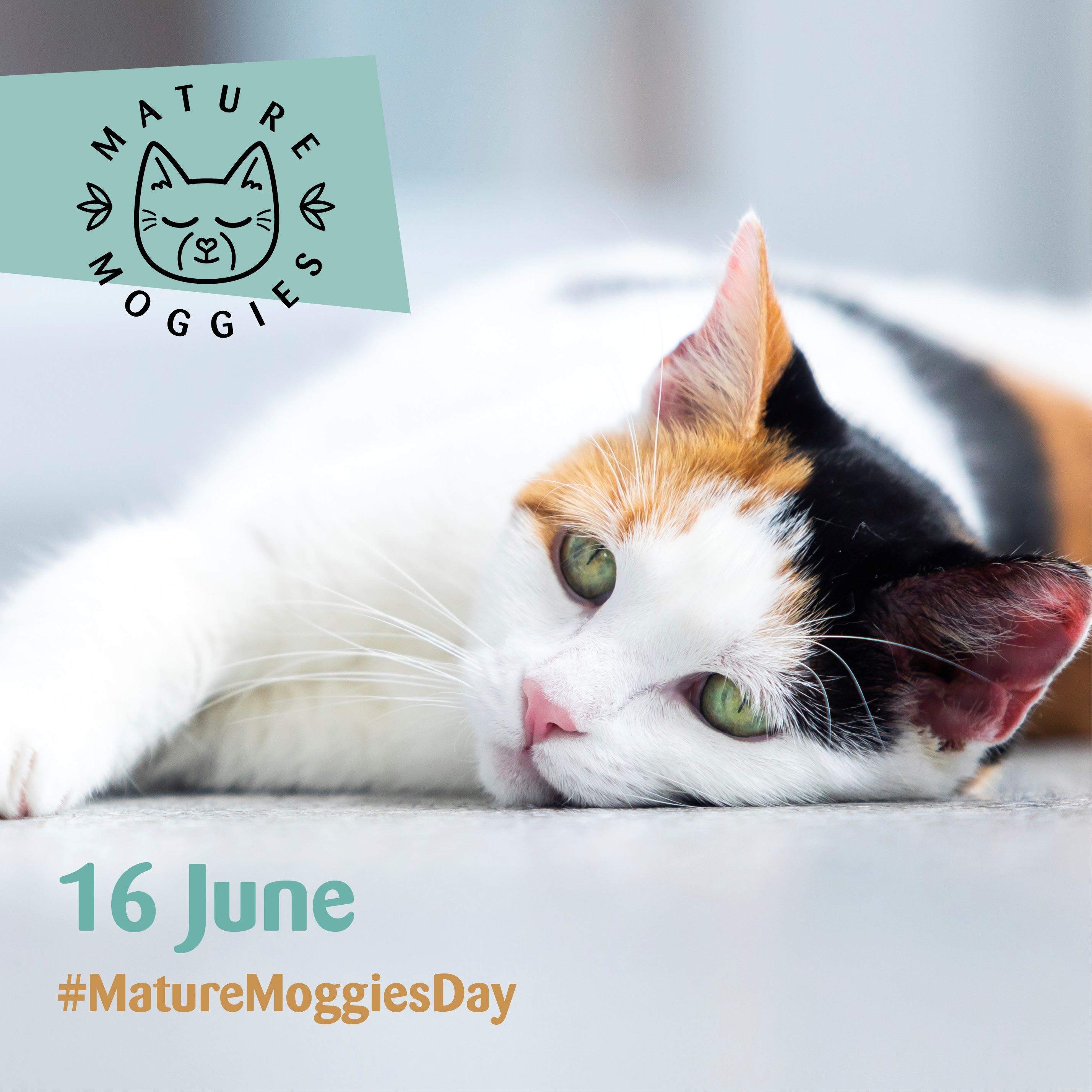 成熟したモギーの日（6月16日）は、若い猫や子猫よりも3倍以上長い時間をかけて新しい家を見つける年上の猫を擁護するチャンスです。 