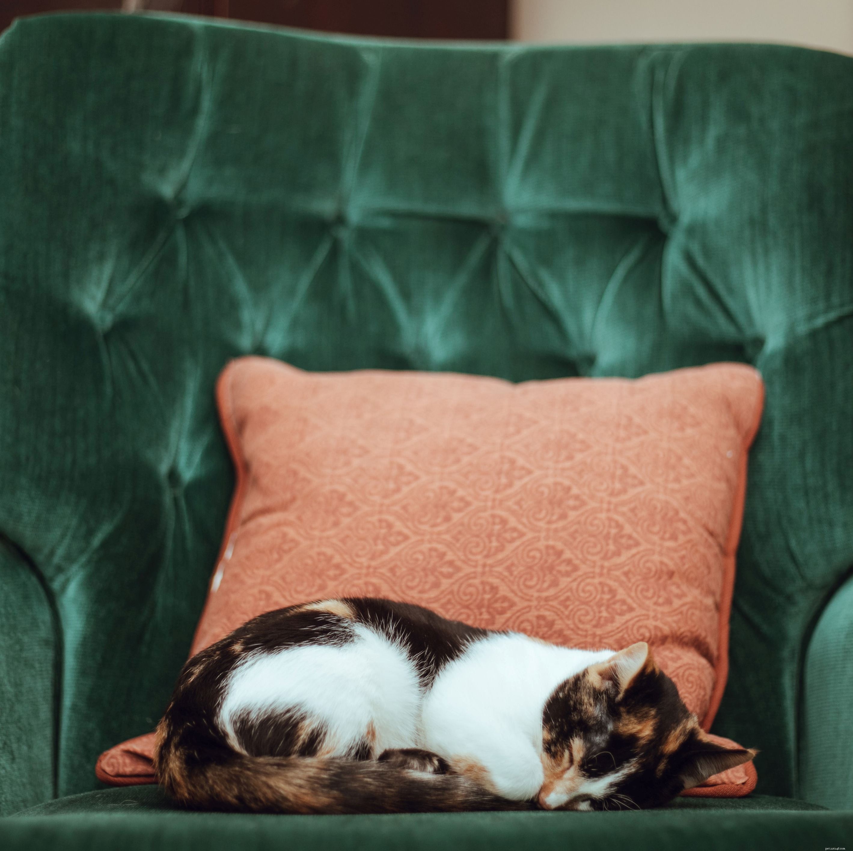 Dankzij betere zorg en diergeneeskundige behandelingen leven onze huiskatten langer dan ooit tevoren, maar wat is de gemiddelde levensduur van een kat?