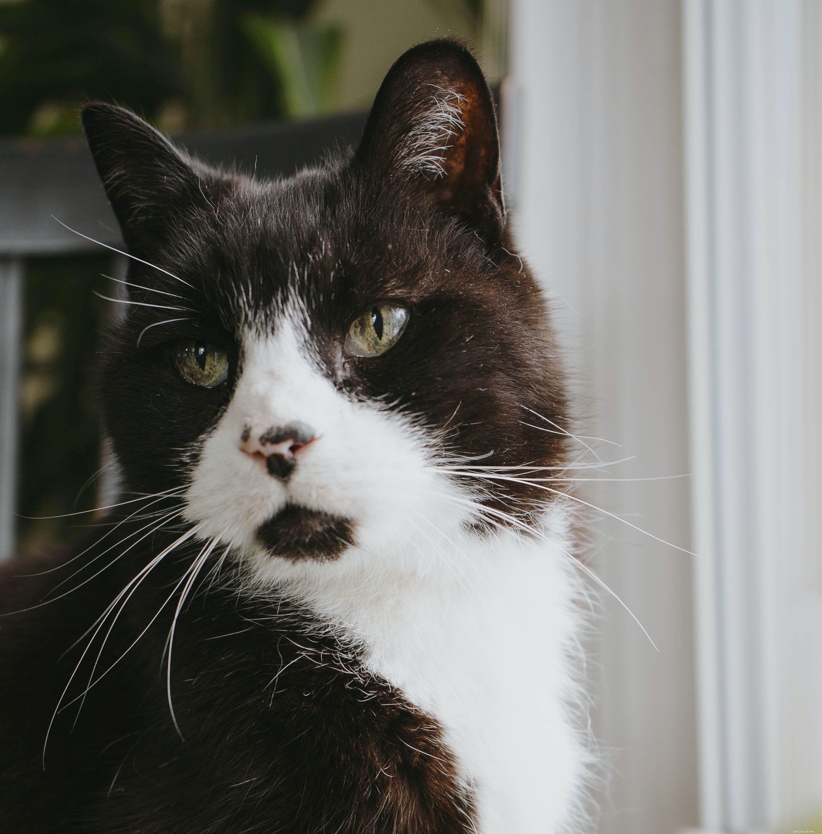 Grâce à de meilleurs soins et traitements vétérinaires, nos chats domestiques vivent plus longtemps que jamais, mais quelle est la durée de vie moyenne d un chat ?