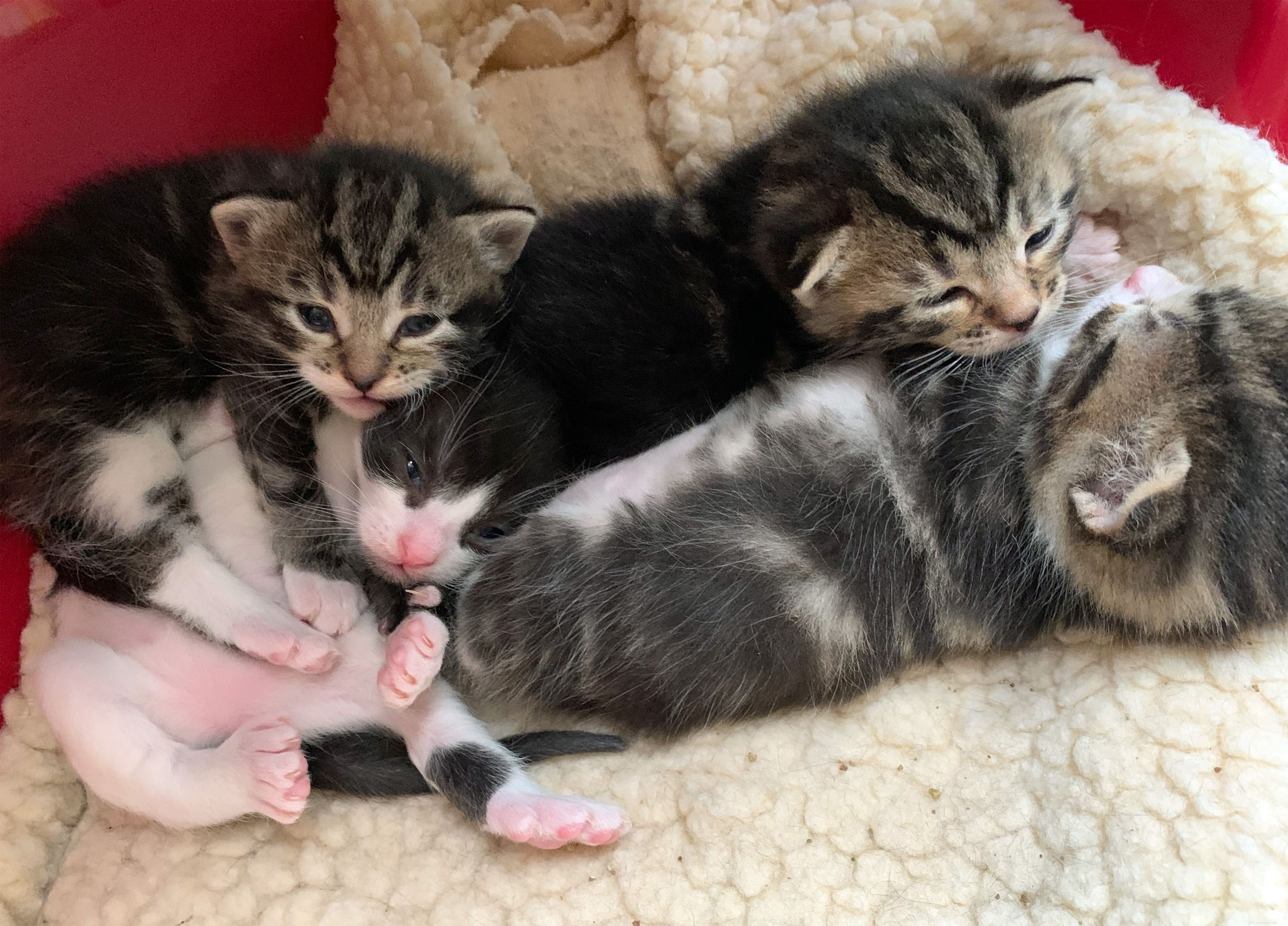 Een drietal kittens in Gosport is geboren met supergrote polydactyl pootjes
