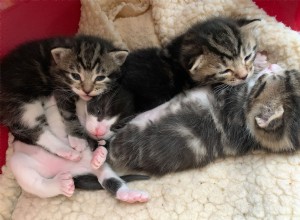 Trojice koťat v Gosportu se narodila se super velkými polydaktylovými tlapkami