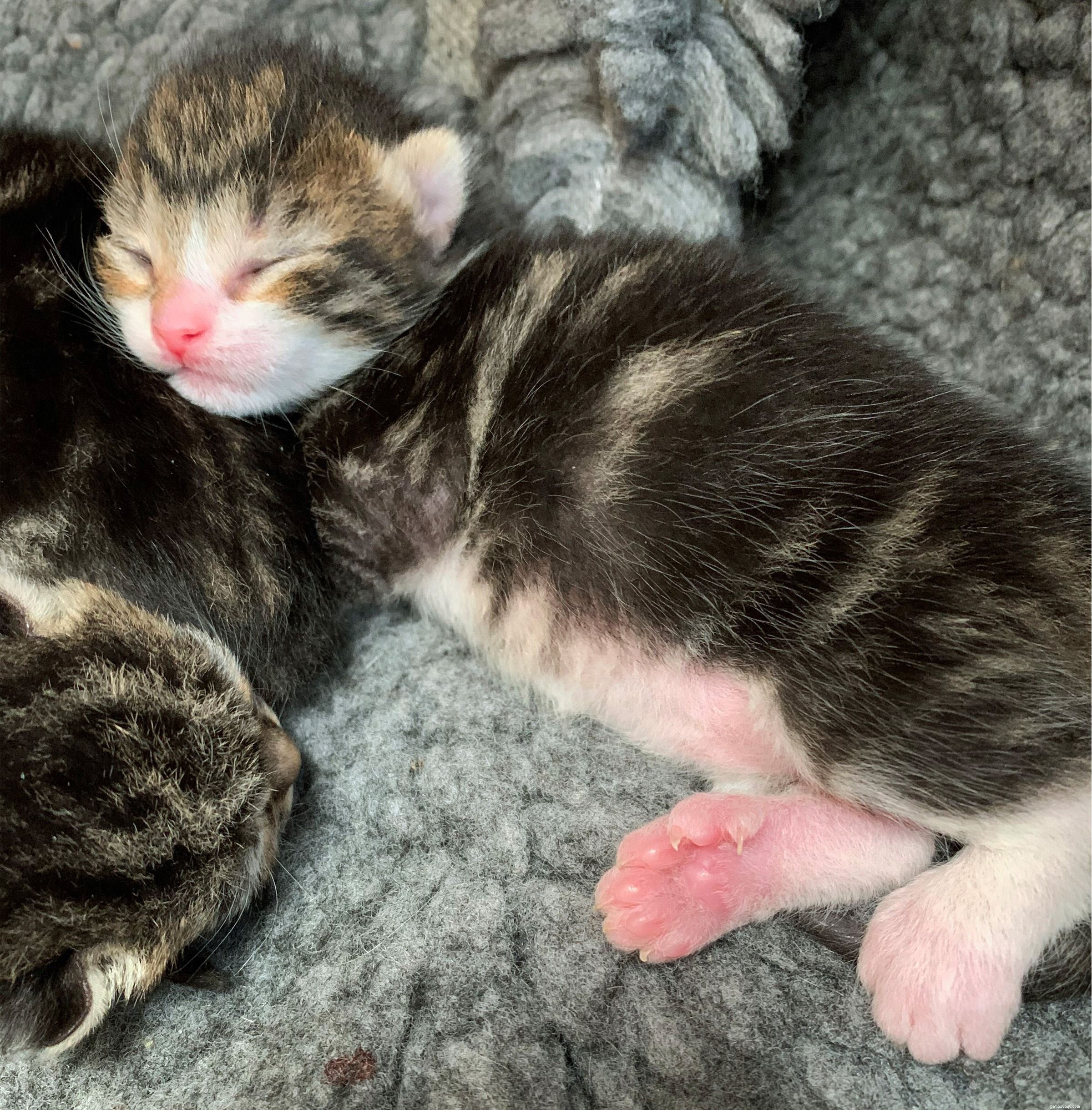 ゴスポートの子猫のトリオは、超大型の多指症の猫の足で生まれました