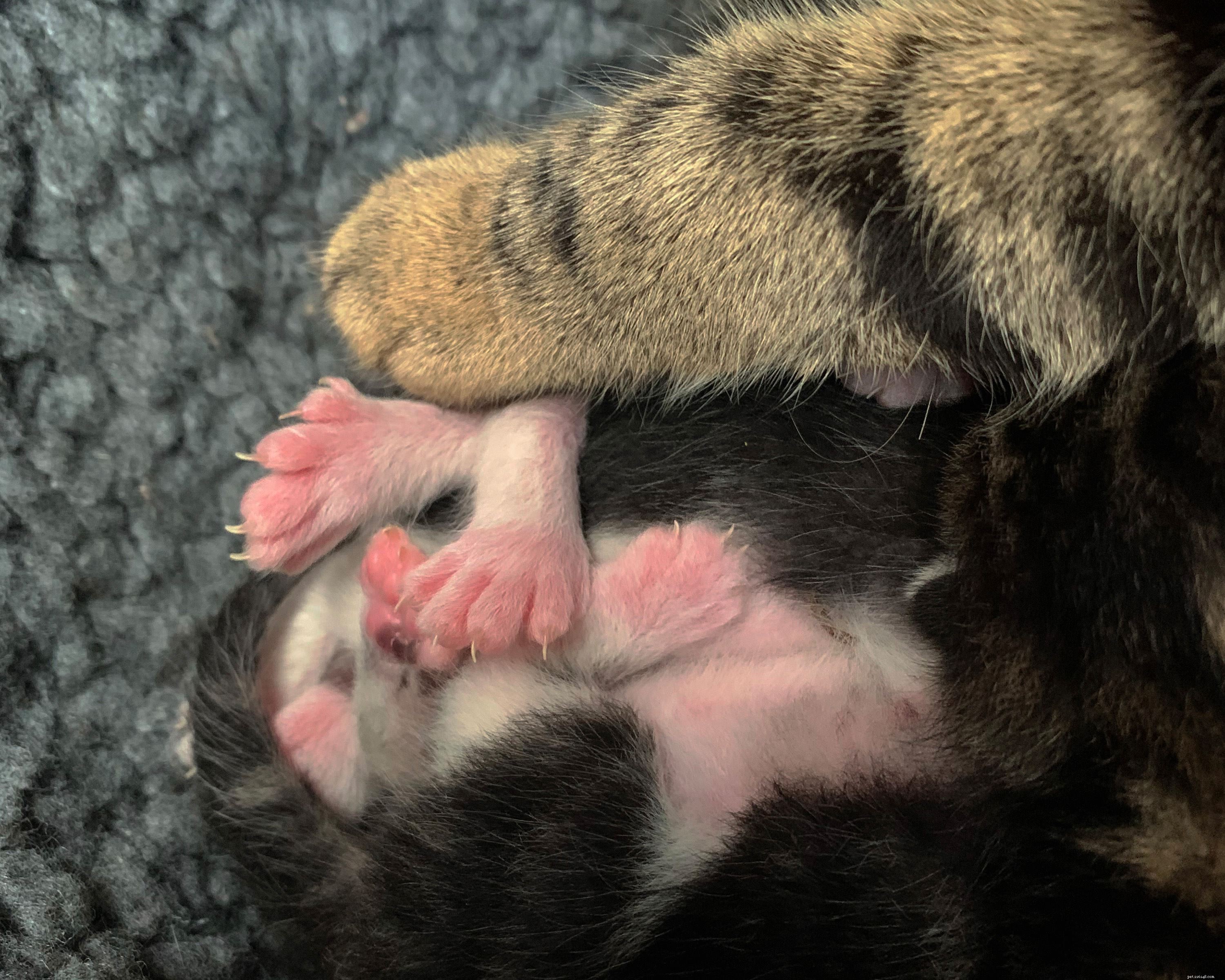 ゴスポートの子猫のトリオは、超大型の多指症の猫の足で生まれました