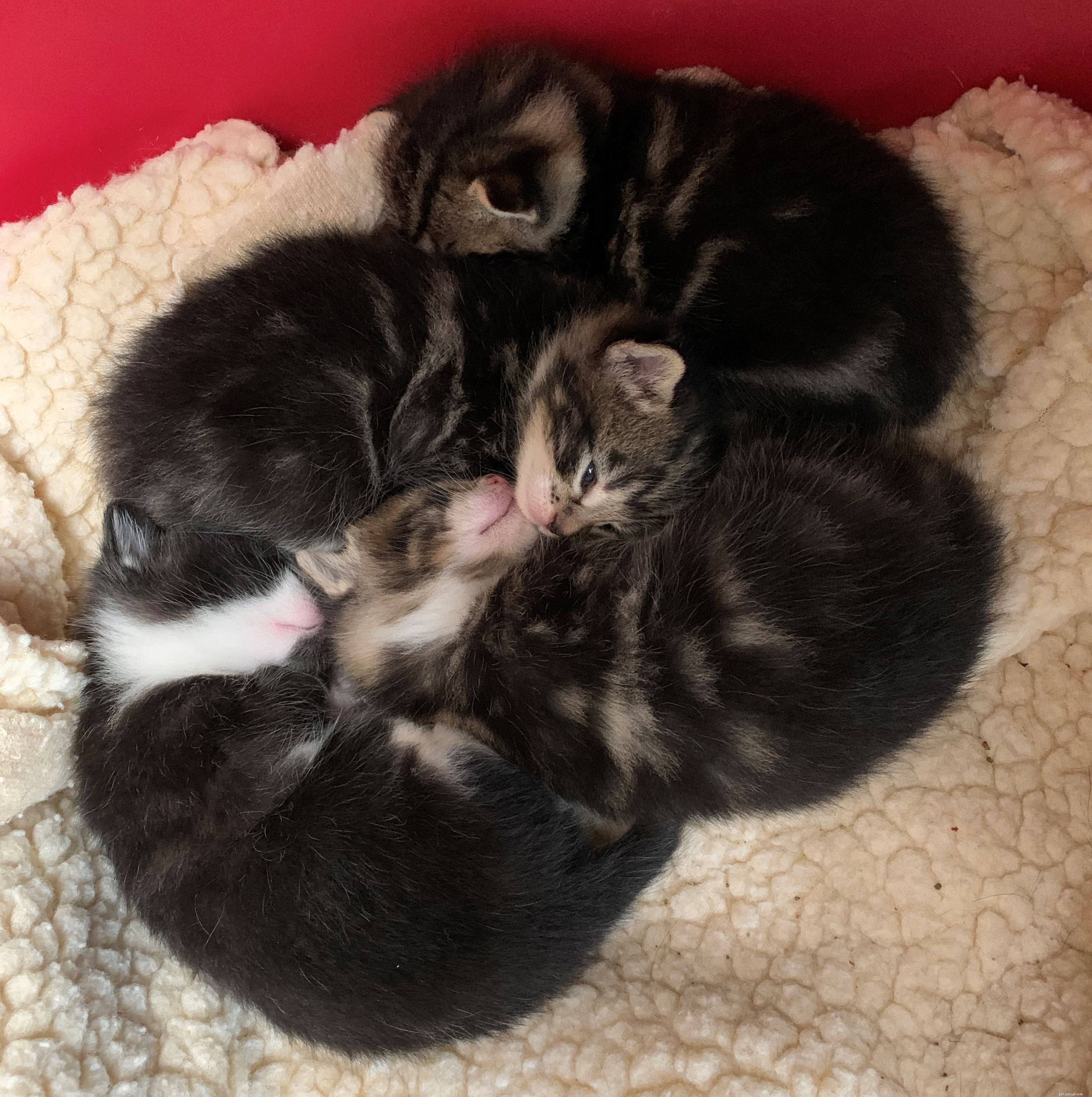 En trio kattungar i Gosport har fötts med superstora polydaktyltassar
