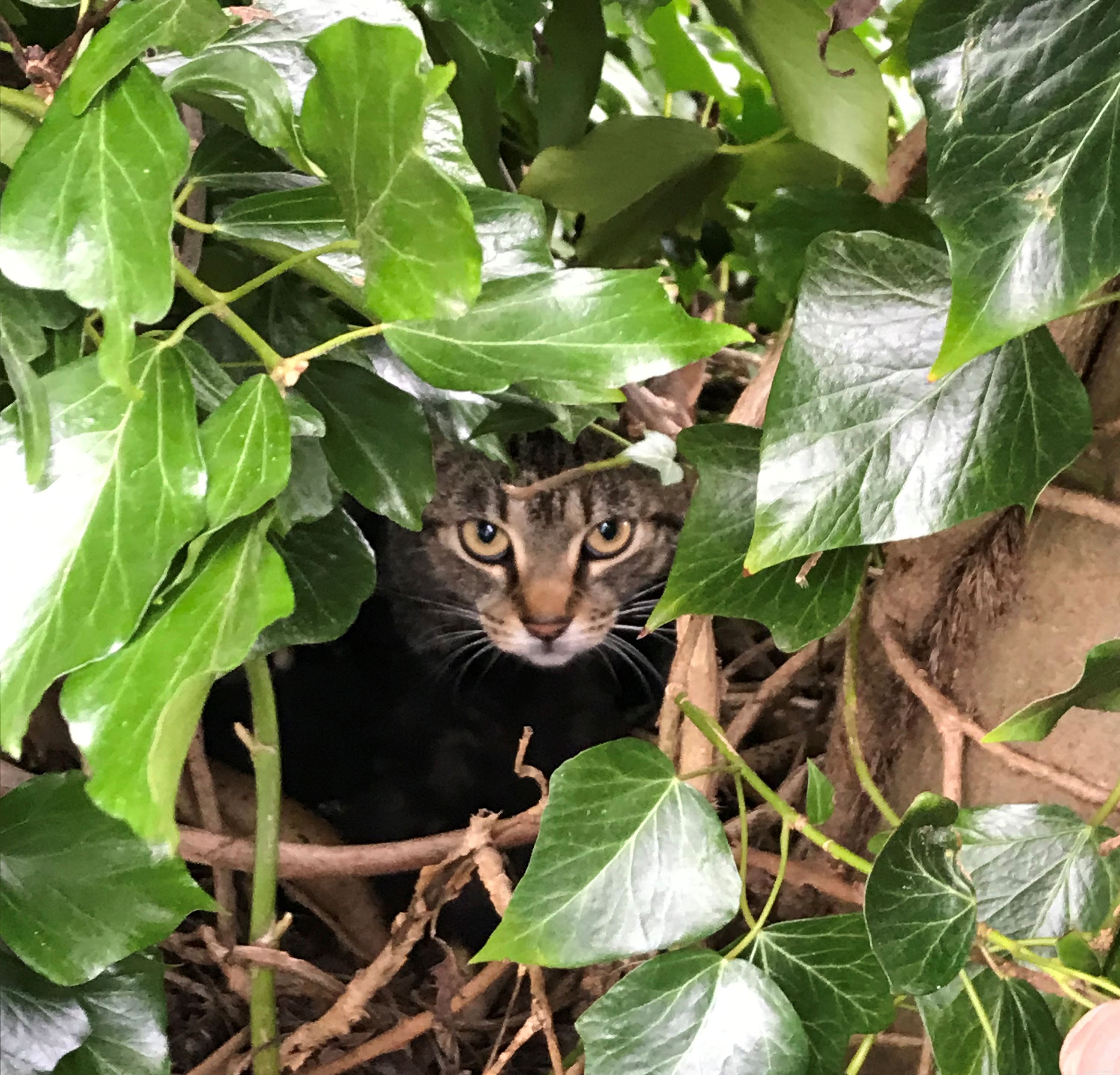 母猫とその子猫がバッキンガムシャーの木に営巣しているのが発見され、溺愛する父猫に見守られていました。 