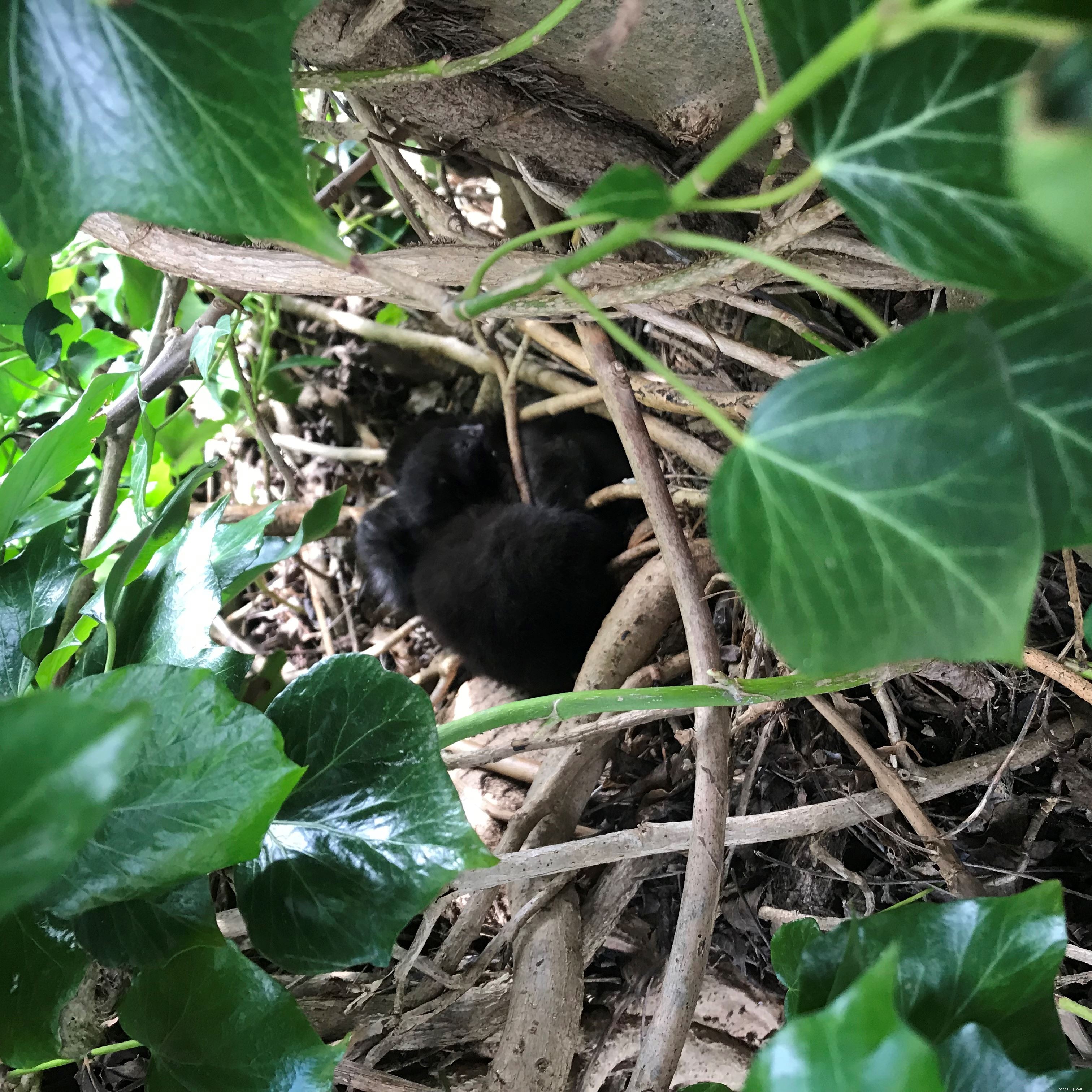 Een moederkat en haar kittens werden nestelend gevonden in een boom in Buckinghamshire, onder toezicht van de liefhebbende vaderkat