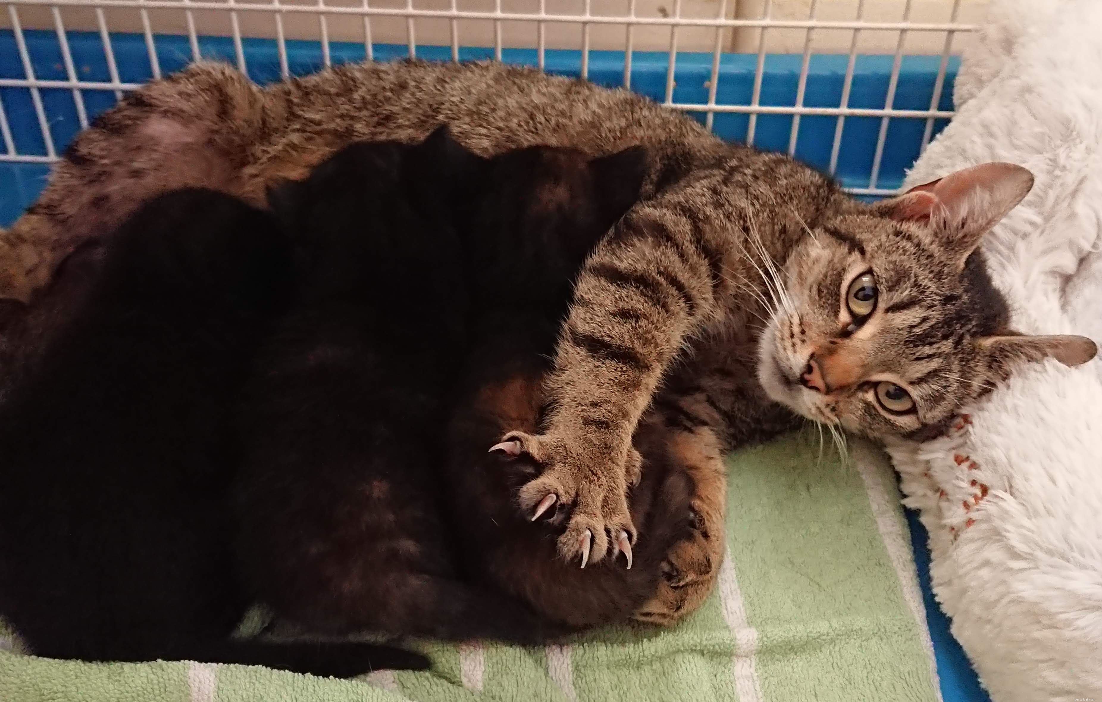 En mammakatt och hennes kattungar hittades häckande i ett träd i Buckinghamshire, övervakad av den kärleksfulla pappakatten