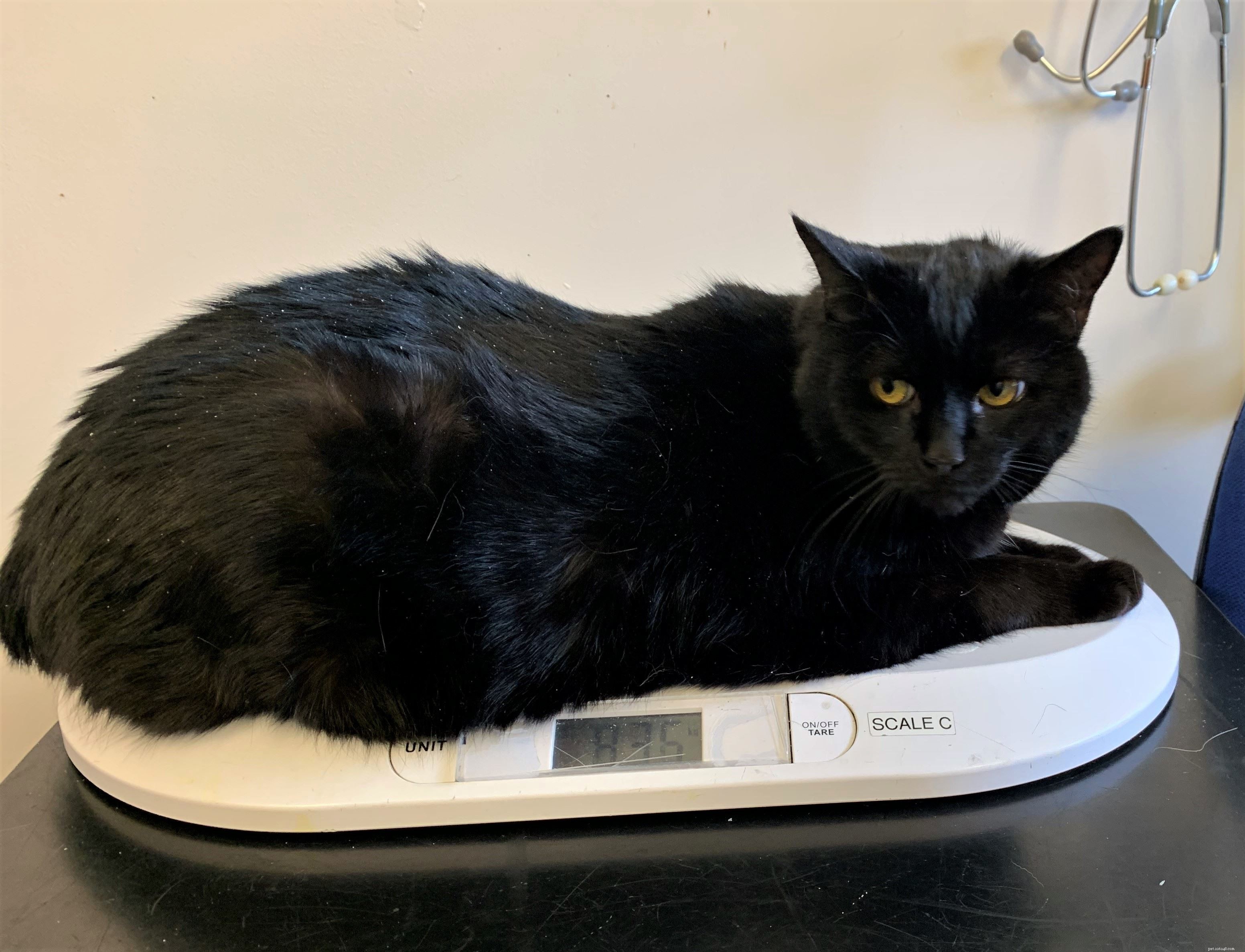 Толстый кот Колин весит в два раза больше обычного кота и нуждается в новом хозяине, который поможет ему справиться с лишним весом