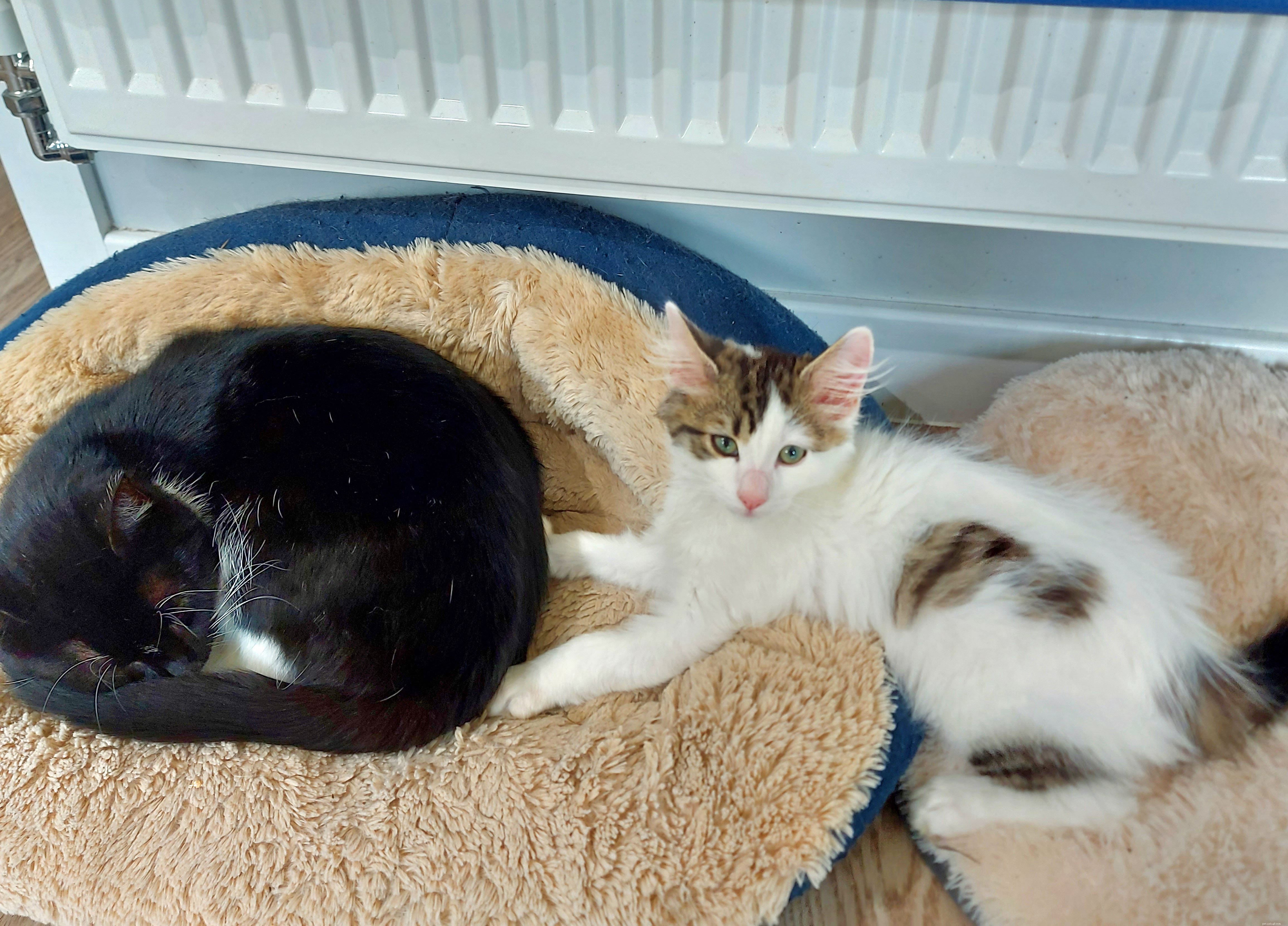 Dexter e Mischief sono stati portati a Cats Protection dopo essere stati venduti quando erano troppo piccoli per lasciare le loro madri