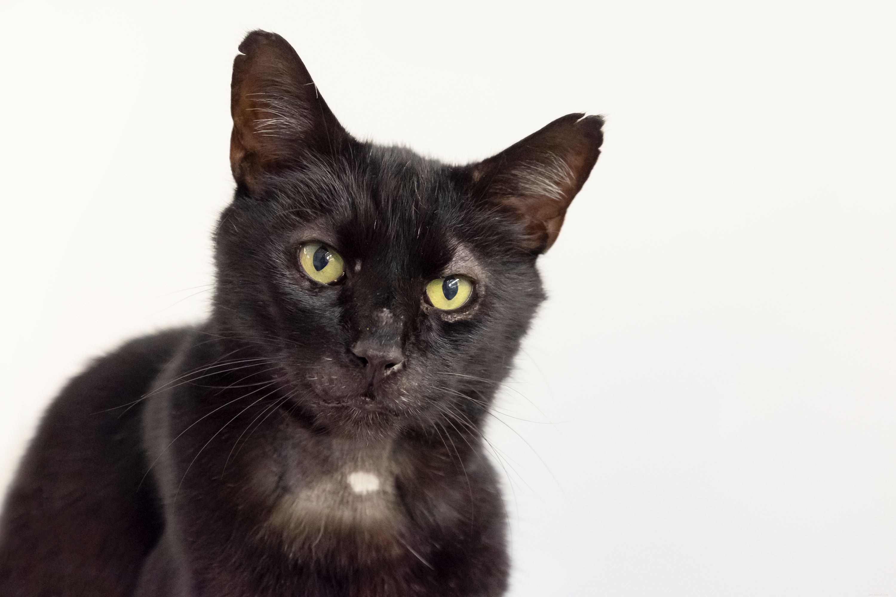 Cats Protection 자원 봉사자들이 4년 전 실종된 후 맨체스터의 주인과 함께 Essex에서 발견된 고양이를 반환했습니다.