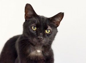 キャットプロテクションのボランティアは、4年前に行方不明になった後、マンチェスターで飼い主と一緒にエセックスで見つかった猫を返しました 