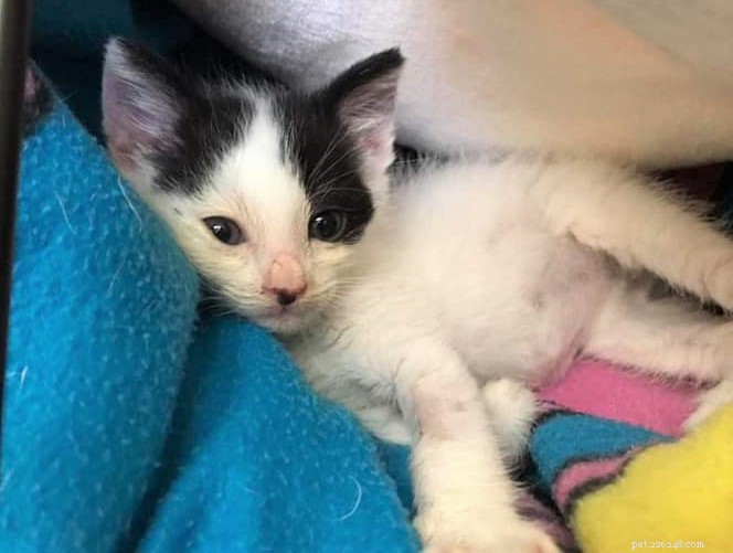 Um gatinho severamente desidratado foi resgatado de temperaturas altas depois de viajar por quase uma semana da Romênia para o Reino Unido