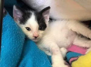 Hrozně dehydratované kotě bylo zachráněno z teplot při pečení po téměř týdenním cestování z Rumunska do Spojeného království