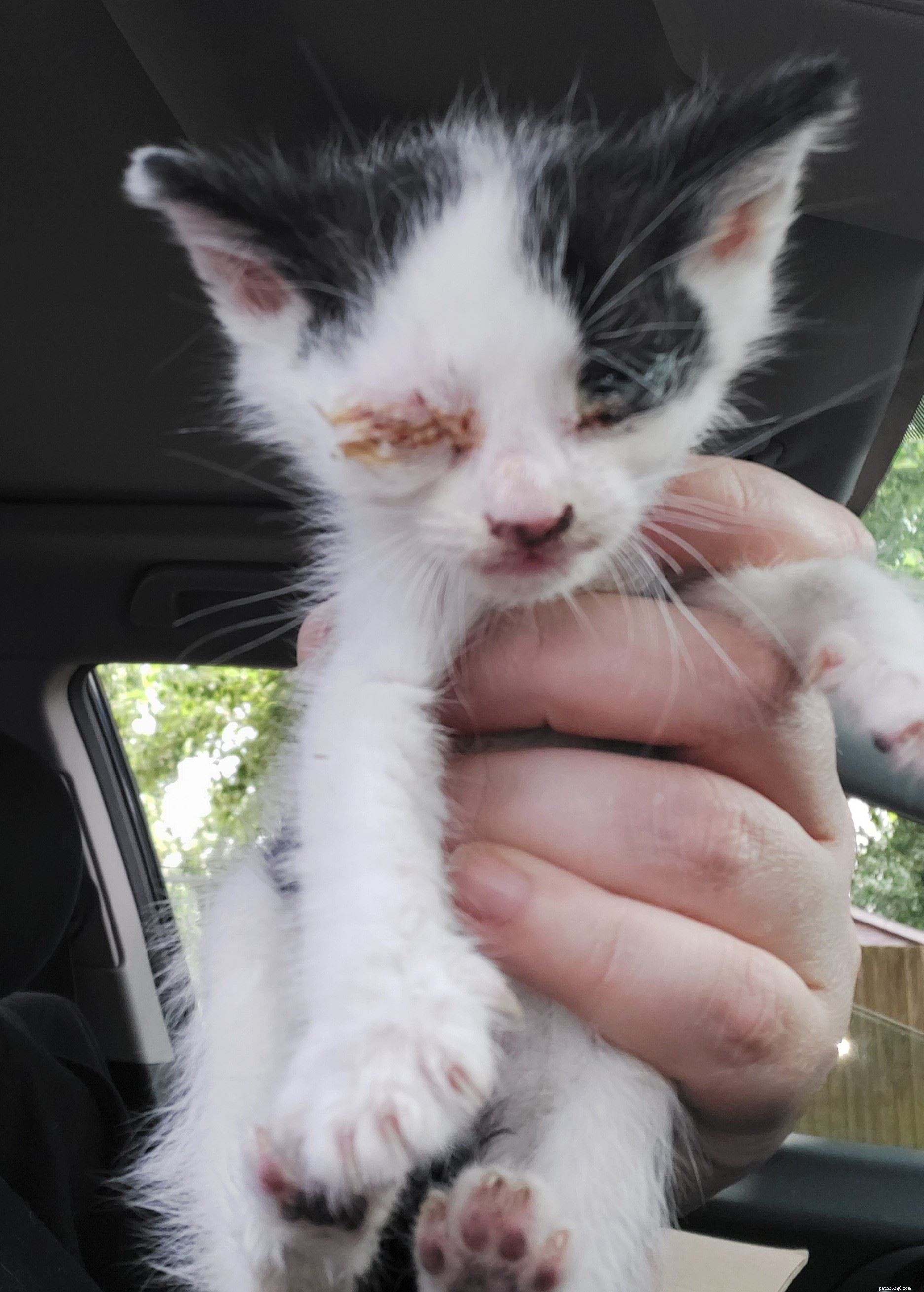 En allvarligt uttorkad kattunge räddades från baktemperatur efter att ha rest i nästan en vecka från Rumänien till Storbritannien