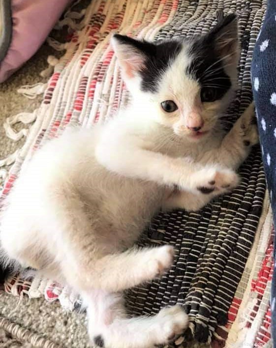 En allvarligt uttorkad kattunge räddades från baktemperatur efter att ha rest i nästan en vecka från Rumänien till Storbritannien