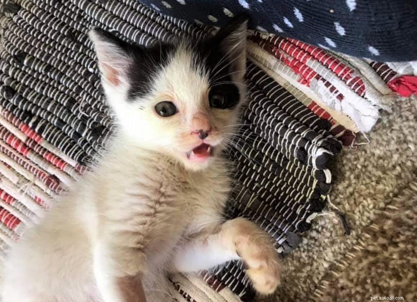 Um gatinho severamente desidratado foi resgatado de temperaturas altas depois de viajar por quase uma semana da Romênia para o Reino Unido