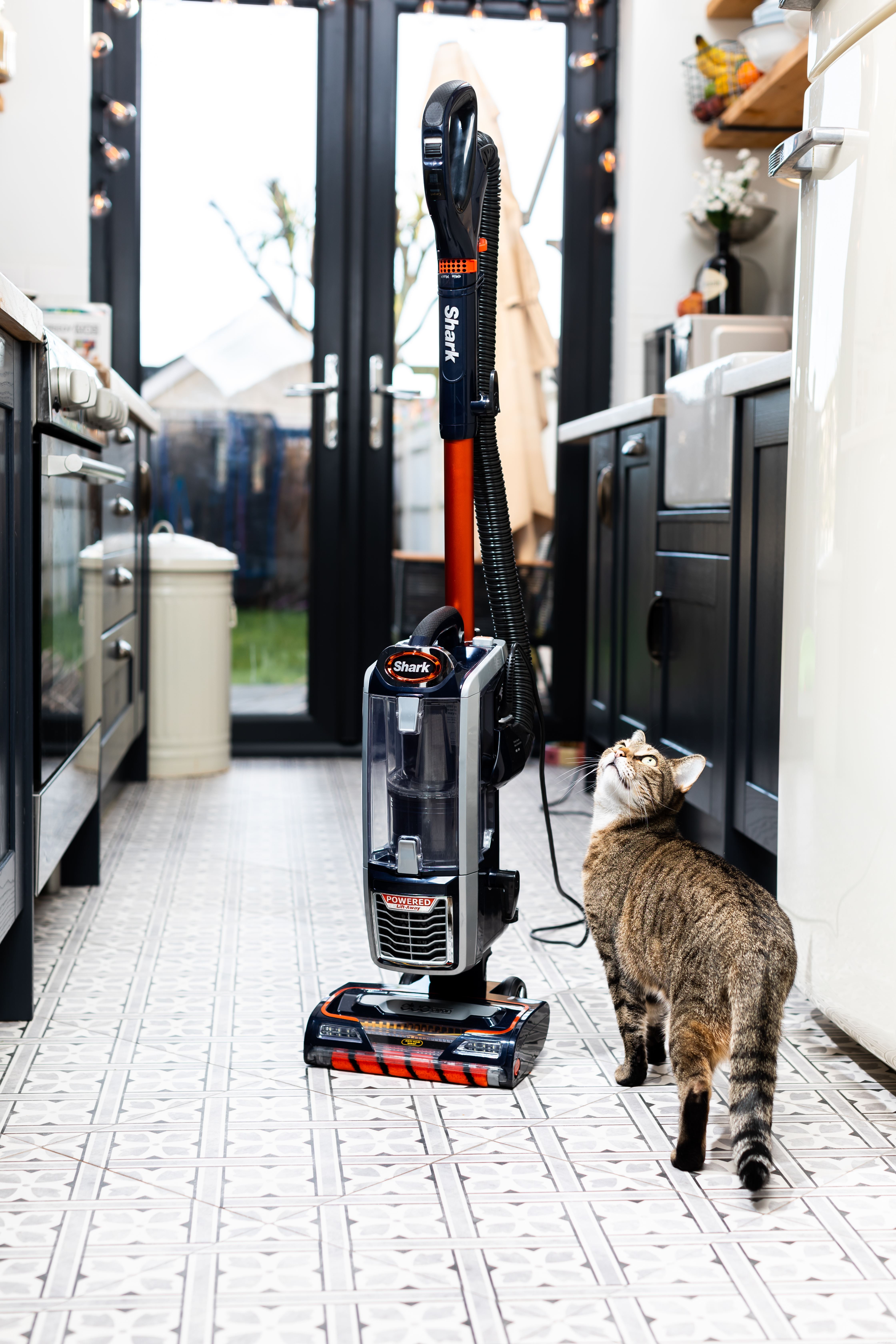 あなたの猫が掃除機を恐れるのを止める方法を知りたいですか？猫が怖くなる理由と、掃除機をかけるときに怖がっている猫をリラックスさせるためのヒントをご覧ください 