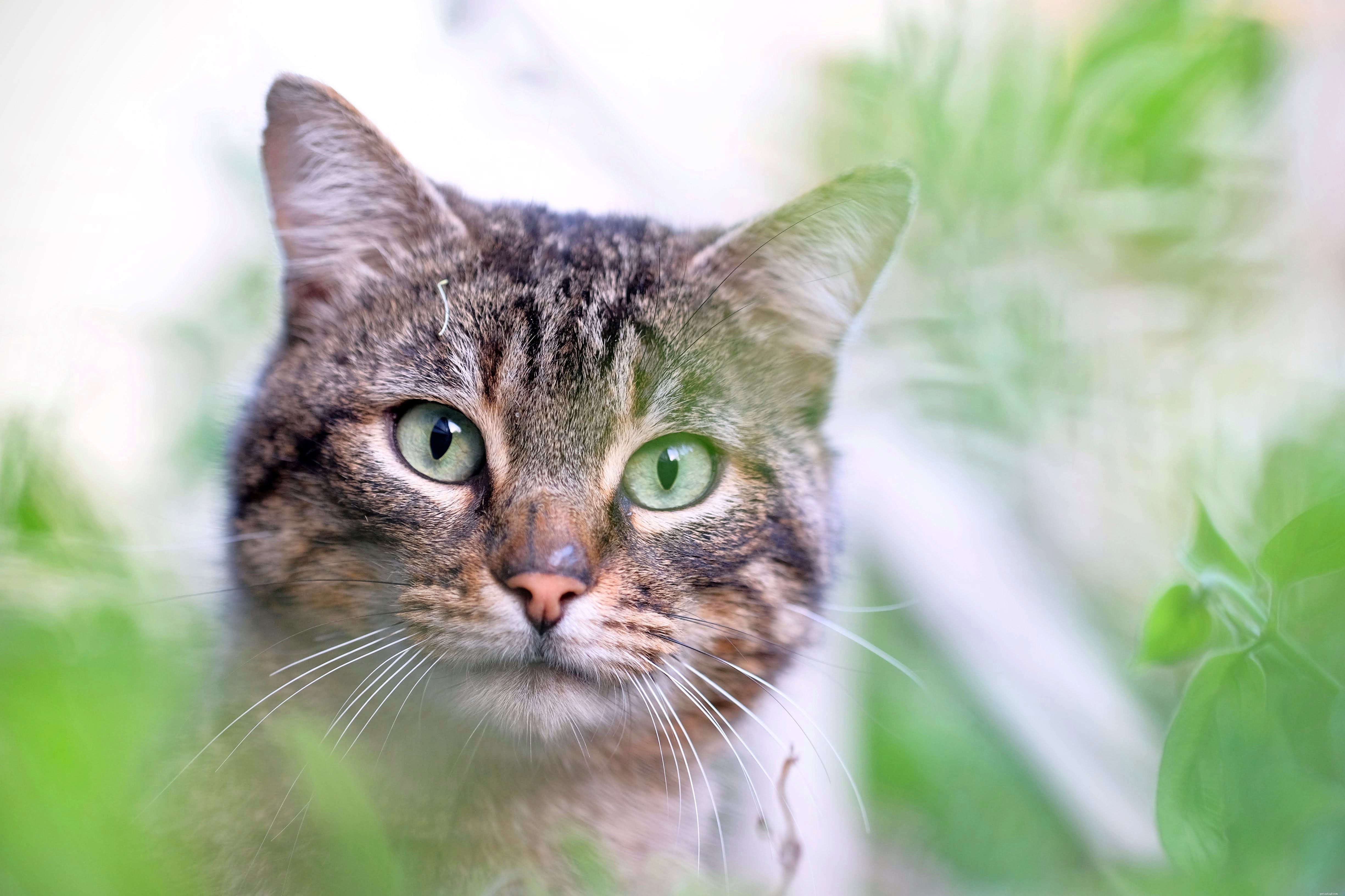 Как и у людей, у кошек может быть аллергия на пыльцу, но сенную лихорадку у кошек очень трудно диагностировать, и она вызывает совсем другие симптомы. 