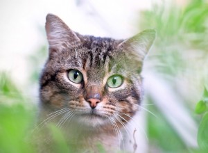 人間のように、猫は花粉にアレルギーがある可能性がありますが、干し草は猫で診断するのが非常に難しく、非常に異なる症状を引き起こします 