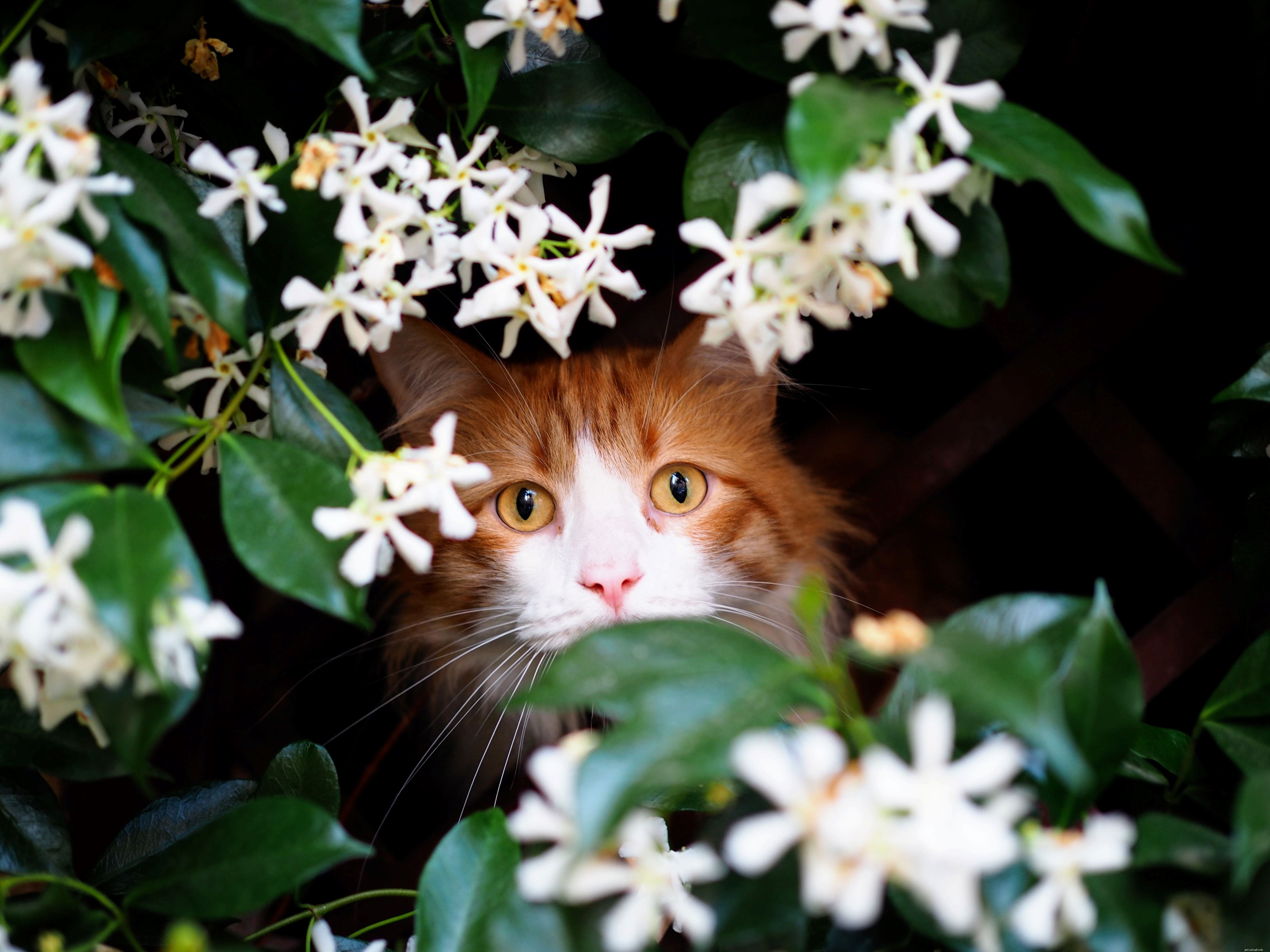 人間のように、猫は花粉にアレルギーがある可能性がありますが、干し草は猫で診断するのが非常に難しく、非常に異なる症状を引き起こします 